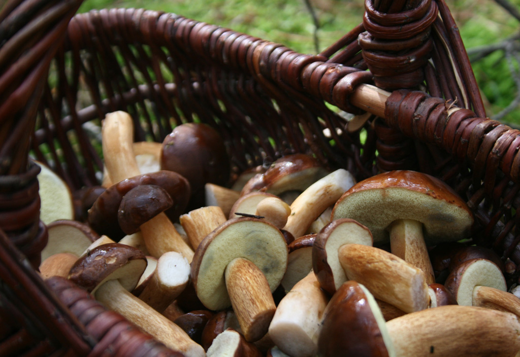 smazenice-houby-houby-1024x704px